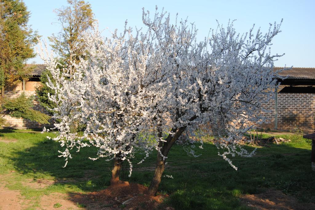 Vila Fattoria Lucciano Borghetto  Exteriér fotografie
