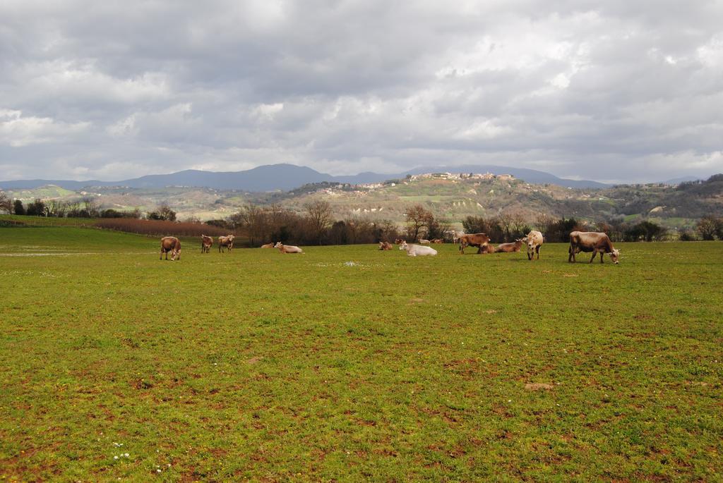 Vila Fattoria Lucciano Borghetto  Exteriér fotografie