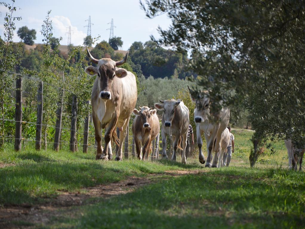 Vila Fattoria Lucciano Borghetto  Exteriér fotografie